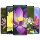 Lotus Flower Wallpapers simgesi