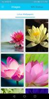 Lotus Flower Wallpapers Affiche