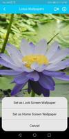 Lotus Flower Wallpapers 스크린샷 3