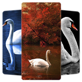 Swan HD Wallpaper
