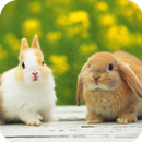 Rabbit HD Wallpaper APK