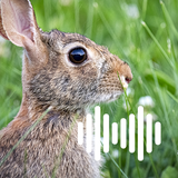 Rabbit & Hare Hunting Calls-APK