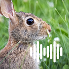 Rabbit & Hare Hunting Calls ikon