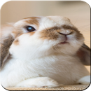 Rabbit wallpaper 4k - Bunny Wa aplikacja