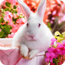 🐰 Kawaii Rabbit Wallpaper 🐰 APK