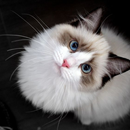 Ragdoll Cats Wallpaper APK