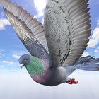 Wild Pigeon Simulator icon