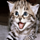 صوت القطط APK