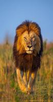 Aslan FM plakat