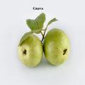 Guava