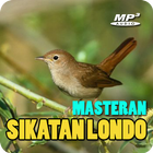 Masteran Sikatan Londo Offline icône