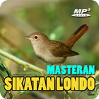 Masteran Sikatan Londo Offline biểu tượng