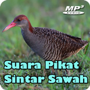 Suara Pikat Burung Sintar APK