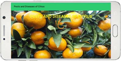 Pests and Diseases of Citrus Affiche