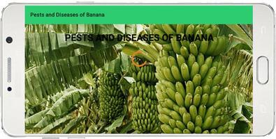 Banana Pests and Diseases Affiche