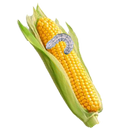 Maize Pests and Diseases APK