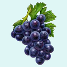Pests and Diseases of Grapes icon