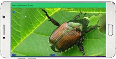 Pests and Diseases of Grapes screenshot 3