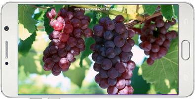 Pests and Diseases of Grapes poster