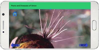 Pests And Diseases of Onion capture d'écran 2