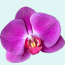Pests and Diseases of Orchids-APK