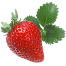 PESTS AND DISEASES OF STRAWBERRY-APK