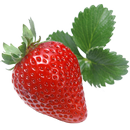 PESTS AND DISEASES OF STRAWBERRY APK