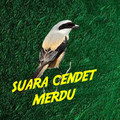 Suara Burung Cendet