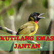Suara Gacor Kutilang Emas آئیکن