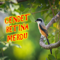 Suara Burung Cendet Betina