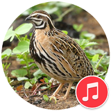 Rain Quail Bird Sounds icon