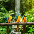 rain forests