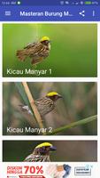 Kicau Burung Manyar poster