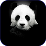 Fonds d'écran Panda icône