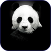 Fonds d'écran Panda