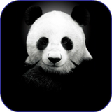 Panda Wallpapers icon