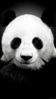 Fonds d'écran Panda capture d'écran 3
