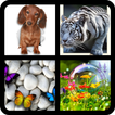4 Bilder 1 Wort