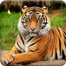 Fonds d'écran Tiger Offline APK