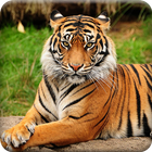 Fonds d'écran Tiger icône