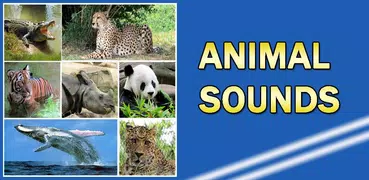 Animal Sounds