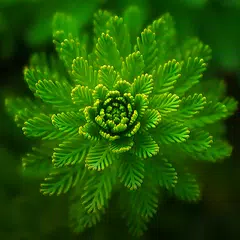 download Nature Wallpapers APK