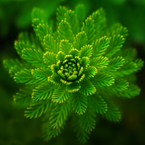 Nature Wallpapers Zeichen