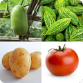 ”Guess The Vegetable