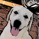 APK DogsQuiz