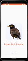 Dźwięki ptaków Myna plakat