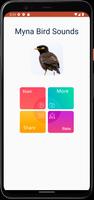 Dźwięki ptaków Myna screenshot 1