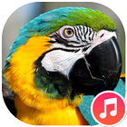 Macaw Bird Sounds ikon
