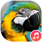 Macaw Bird Sounds biểu tượng