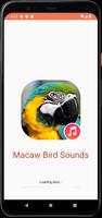 Macaw Bird Sounds penulis hantaran